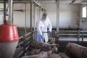 EFSA, HAPIH i Ministarstvo poljoprivrede u borbi protiv afričke svinjske kuge