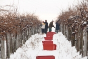 Odlično sačuvana graševina do siječnja dat će ledeno vino