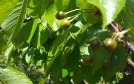 Preporuke voćarima, vinogradarima i povrtlarima za zaštitu u drugoj polovici svibnja