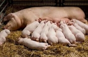 Vlada RH usvojila dva nova programa potpore sektoru svinjogojstva