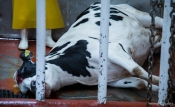 Krave ne idu na godišnji odmor, već u klaonicu!