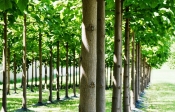Kako uzgajati drvenaste kulture kratkih ophodnji za proizvodnju biomase