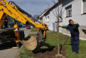 U nacionalnu kampanju "Zasadi stablo, ne budi panj" sadnje stabala uključio se Komunalac Požega