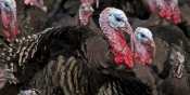 Informacije za javnost vezano za cirkulaciju virusa visoko patogene influence ptica H5N1 na području RH
