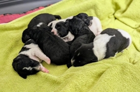 Uz Svjetski dan kastracije pasa i mačaka  Prijatelji životinja pozvali lokalne zajednice i veterinare na besplatne ili smanjene cijene kastracija
