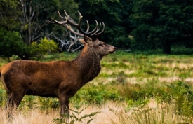 Predstavljene izmjene i dopune Zakona o lovstvu i četiri podzakonska akta Ministarstva poljoprivrede