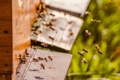 Objavljen Pravilnik o Programu potpore pčelarima za saniranje šteta uzrokovanih pomorom pčelinjih zajednica u 2023. godini