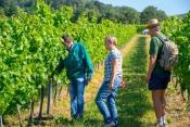 Vendange verte na vrhunskim položajima Vinarije Kutjevo