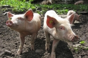 Afrička svinjska kuga po prvi puta prijavljena u Hrvatskoj u Posavskim Podgajcima