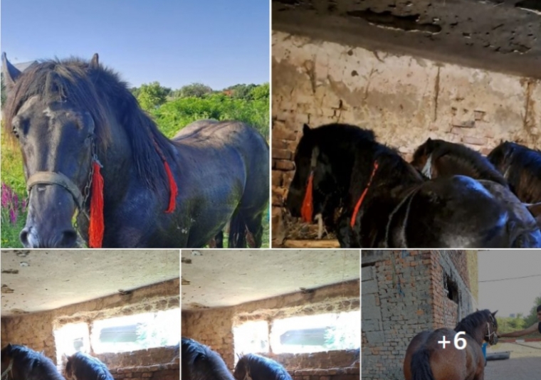Oduzeti zlostavljaču konja sve životinje i zabraniti nabavu novih!