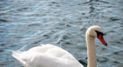 Pojava Influence ptica podtipa H5N8 u labuda na području Vukovarsko-srijemske županije
