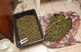 U pretrazi obiteljskih kuća u Velikoj i Kaptolu, te kod dvojice 27-godišnjaka u Požegi policajci pronašli cannabis marihuanu