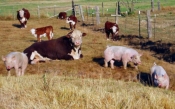 Usvojeni programi potpore za uzgoj izvornih pasmina peradi i stočarska uzgojna udruženja