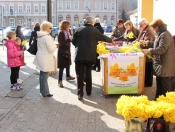 Obilježavanje „Dana narcisa“ u Požegi