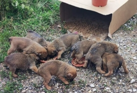 Povijesna odluka: tko napusti životinju, ide u zatvor!