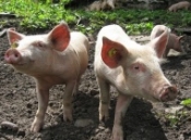 Ministarstvo poljoprivrede - Nema novo potvrđenih slučajeva afričke svinjske kuge