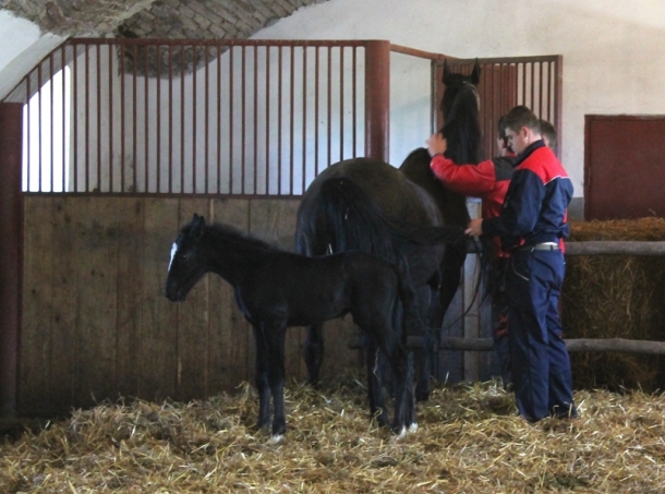 Trajni smještaj za konje još nije riješen