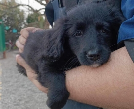 Povodom Svjetskog dana napuštenih životinja 4. travnja - Pet savjeta kako pomoći napuštenim životinjama