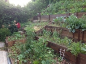 Požeški HSS nudi projekt „Zeleni vrtovi Požege“