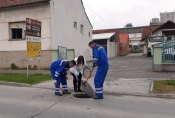 Započelo provođenje proljetne deratizacije sustava javne odvodnje u naseljima Požeštine