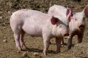 Do sada utvrđena afrička svinjska kuga na 17 gospodarstava u RH