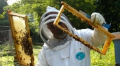 Pčelarima 14,8 milijuna kuna godišnje – Vlada usvojila Nacionalni pčelarski program