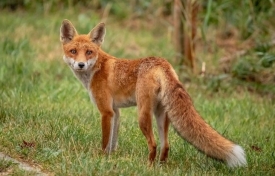 Započela proljetna akcija oralne vakcinacije lisica na području Republike Hrvatske mamcima iz zrakoplova