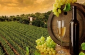 Objavljen Javni natječaj za podnošenje zahtjeva za potporu iz sektora vina Ministarstva poljoprivrede