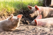 Zahtjevi za potporu iz Programa potpore sektoru svinjogojstva zbog onemogućene aktivnosti uslijed pojave afričke svinjske kuge