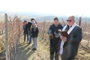 Šestu godinu za redom u vinogradima požeškog Veleučilišta studenti i profesori slave Vincelovo
