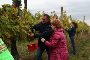 Župan Alojz Tomašević već tradicionalno u berbi grožđa