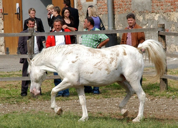 Doprinos promociji i razvoju grada Lipika