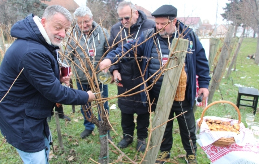 Udruga "Vino-kap" u Kaptolu organizirala tradicionalno Kaptolačko Vincelovo uz orezivanje i blagoslov pokaznog vinograda