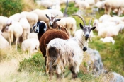 Predaja zahtjeva za uzgajivače ovaca i koza do 26. studenog