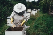 Obavijest za pčelare - Započela predaja zahtjeva za potpore zbog gubitka medonosnog potencijala