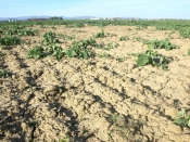 Poljoprivredna proizvodnja u ruralnim područjima gotovo na izdisaju