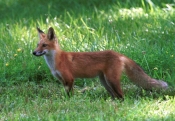 Povećanog broja lisica nema, kažu lovoovlaštenici