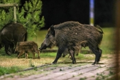 Za sprječavanje štete od divljači 2 milijuna kuna