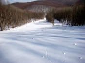 U prvom planu skijaška staza Nevoljaš