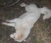 Nepoznati počinitelji ustrijelili psa u Hrnjevcu a dvojac zbog tučnjave u Požegi prekršajno prijavljen