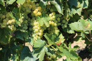 Osigurana dodatna sredstva za mjere pomoći vinarima