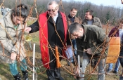 Vincelovo u studentskim vinogradima Veleučilišta u Požegi