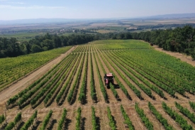 Počela je berba 2026. u Vinariji Kutjevo