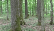 Posjekli i otuđili više stabala u šumi vrijednosti 19 tisuća kuna