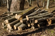 Policija sumnjiči 63-godišnjaka za krađu drva iz šume a 45-godišnjaka za krađu kotla za rakiju