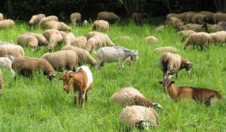 Prvi put potvrđena Kuga kod malih preživača u Republici Hrvatskoj - opasna za koze i ovce