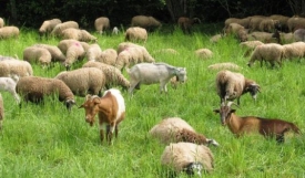 Prvi put potvrđena Kuga kod malih preživača u Republici Hrvatskoj - opasna za koze i ovce