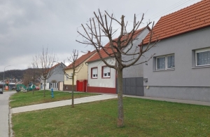 Komunalac Požega poručuje građanima - orezivanje stabala prepustite našim djelatnicima