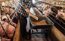 Afrička svinjska kuga i dalje se širi na području Osječko-baranjske županije