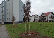 Na više lokacija u gradu Požegi zasađena nova stabla i grmovi